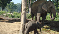 Kathmandu Chitwan National Park Tour